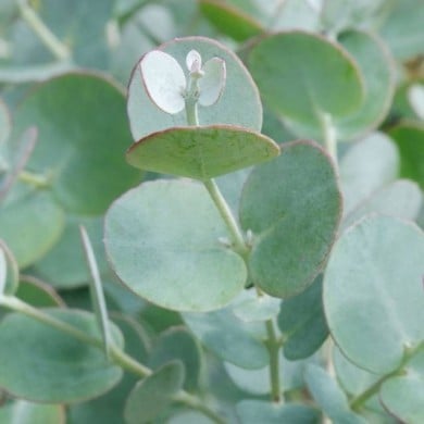 Eucalyptus Azura - gros plan feuillage (Globe Planter)
