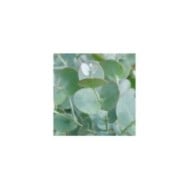 Eucalyptus Azura - gros plan feuillage (Globe Planter)