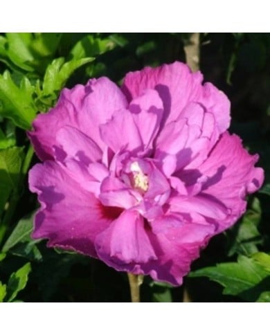 Hibiscus syriacus 'Purple Ruffles' (Althéa)  (André Briant Jeunes Plants)