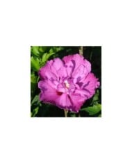 Hibiscus syriacus 'Purple Ruffles' (Althéa)  (André Briant Jeunes Plants)