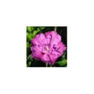 Hibiscus syriacus 'Purple Ruffles' (Althéa)  (André Briant Jeunes Plants)