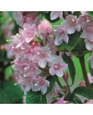 Weigela florida Pink Poppet 'Plangen' (Globe Planter)