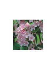 Weigela florida Pink Poppet 'Plangen' (Globe Planter)