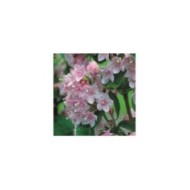 Weigela florida Pink Poppet 'Plangen' (Globe Planter)