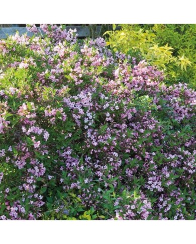 Weigela florida Pink Poppet 'Plangen' (Globe Planter)