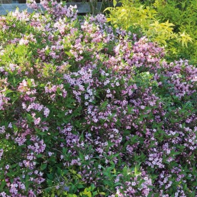 Weigela florida Pink Poppet 'Plangen' (Globe Planter)
