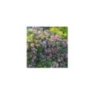 Weigela florida Pink Poppet 'Plangen' (Globe Planter)