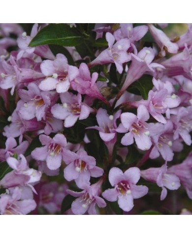 Weigela florida Pink Poppet 'Plangen' (Globe Planter)