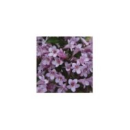 Weigela florida Pink Poppet 'Plangen' (Globe Planter)
