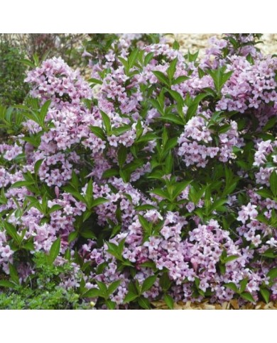 Weigela florida Pink Poppet 'Plangen' (Globe Planter)