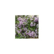 Weigela florida Pink Poppet 'Plangen' (Globe Planter)