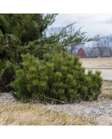 Pinus mugo var. Pumilio - Pin nain de montagne (F. D. Richards)
