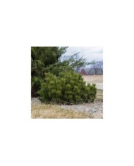 Pinus mugo var. Pumilio - Pin nain de montagne (F. D. Richards)