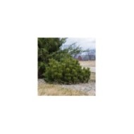 Pinus mugo var. Pumilio - Pin nain de montagne (F. D. Richards)