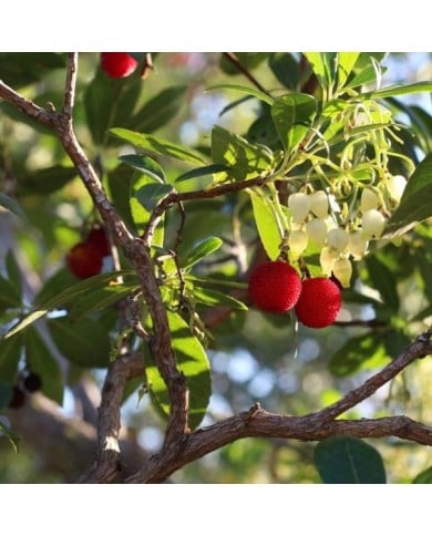Arbousier - Arbutus unedo - Fleurs et Fruits (sara150578 / Pixabay)