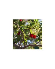 Arbousier - Arbutus unedo - Fleurs et Fruits (sara150578 / Pixabay)