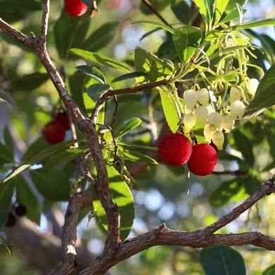Arbousier - Arbutus unedo - Fleurs et Fruits (sara150578 / Pixabay)