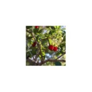 Arbousier - Arbutus unedo - Fleurs et Fruits (sara150578 / Pixabay)