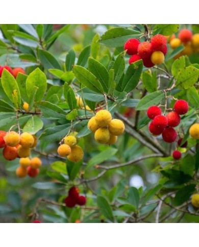 Arbousier - Arbutus unedo - Fruits (hjrivas / PIxabay)