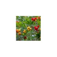 Arbousier - Arbutus unedo - Fruits (hjrivas / PIxabay)