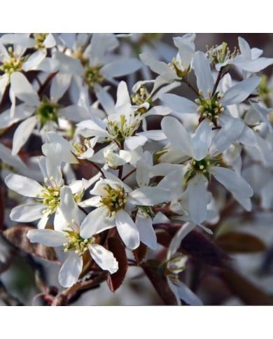 Amelanchier - fleurs - Image par DEZALB de Pixabay 