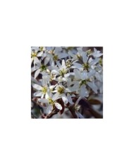 Amelanchier - fleurs - Image par DEZALB de Pixabay 