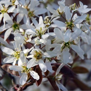 Amelanchier - fleurs - Image par DEZALB de Pixabay 