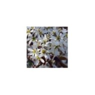 Amelanchier - fleurs - Image par DEZALB de Pixabay 