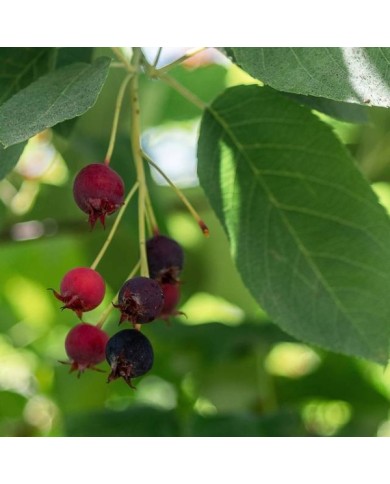 Amelanchier - fruits - Image par Michaela Wenzler de Pixabay 