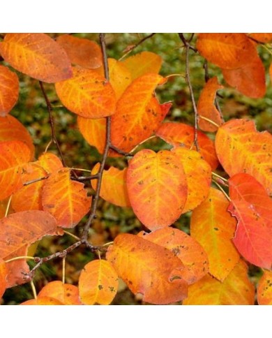 Amelanchier - feuillage d'automne
