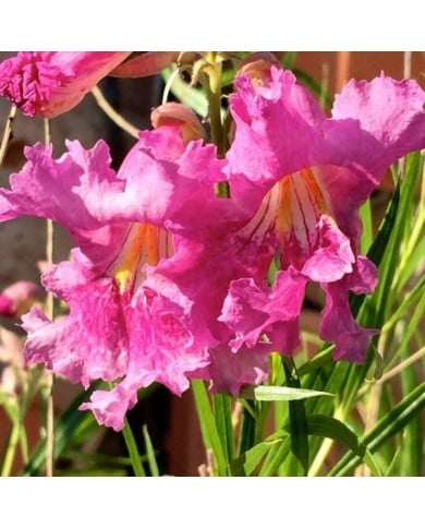 Saule du Désert 'Burgundy' - Chilopsis linearis (Chic Bee)