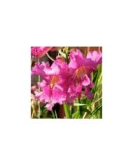 Saule du Désert 'Burgundy' - Chilopsis linearis (Chic Bee)