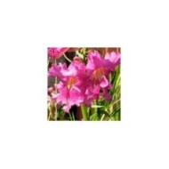 Saule du Désert 'Burgundy' - Chilopsis linearis (Chic Bee)