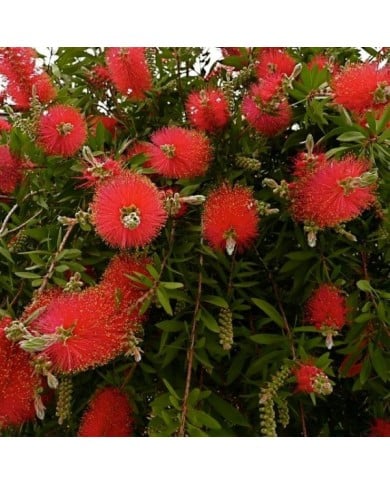 Callistemon ( pizzodisevo 1937 / flickr.com)