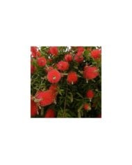 Callistemon ( pizzodisevo 1937 / flickr.com)