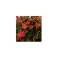 Callistemon ( pizzodisevo 1937 / flickr.com)