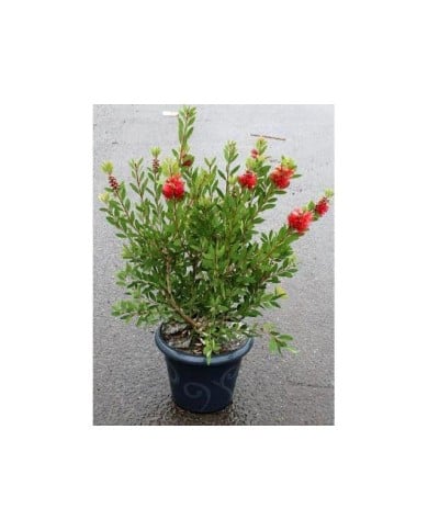 Callistemon laevis - pot de 7 -5L - plante telle qu'expédiée