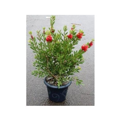 Callistemon laevis - pot de 7 -5L - plante telle qu'expédiée