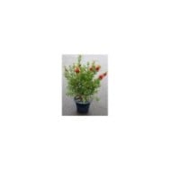 Callistemon laevis - pot de 7 -5L - plante telle qu'expédiée
