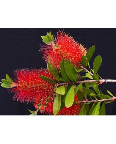 Callistemon laevis - floraison
