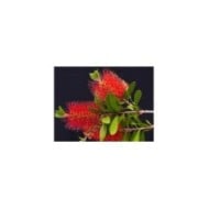 Callistemon laevis - floraison