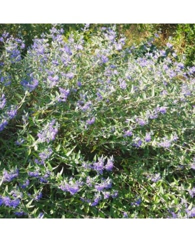 Caryopteris ou Barbe-bleue (De Tuin)