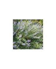 Caryopteris ou Barbe-bleue (De Tuin)