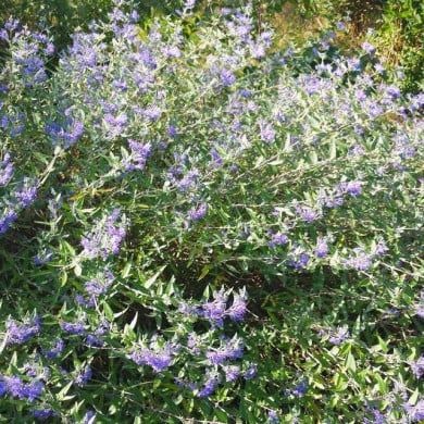Caryopteris ou Barbe-bleue (De Tuin)