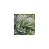 Caryopteris ou Barbe-bleue (De Tuin)