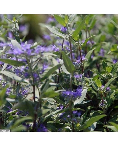 Caryopteris Grand Bleu (David J. Stang / Wikimedia)