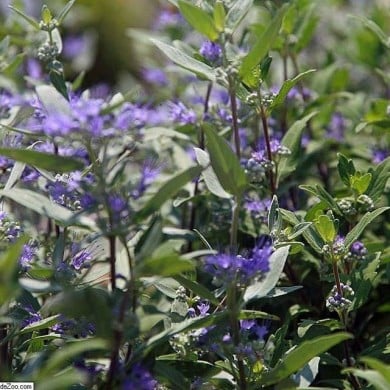 Caryopteris Grand Bleu (David J. Stang / Wikimedia)