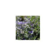 Caryopteris Grand Bleu (David J. Stang / Wikimedia)