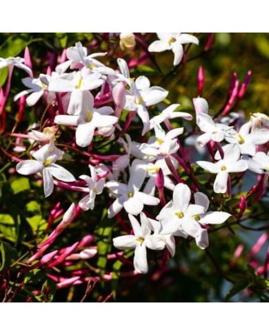 Jasmin blanc de printemps