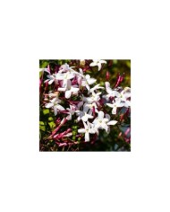 Jasmin blanc de printemps